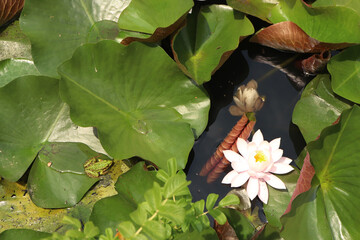 lotus and frog