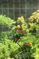 Kalanchoe, Robert Blossfeld, flower