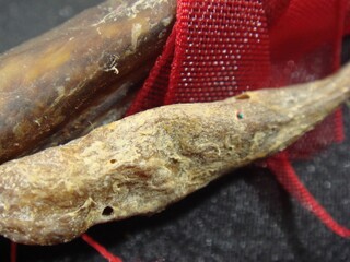 Dried Male Genitalia of a Dogfish (Haegushin) Used in Korean Traditional Medicine