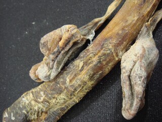 Dried Male Genitalia of a Dogfish (Haegushin) Used in Korean Traditional Medicine