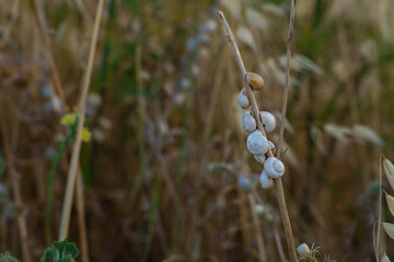 Cluster of snails climbing dry grass stalk in wheat field, creating unique natural still life