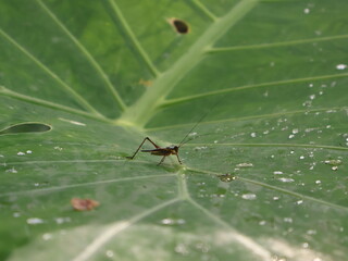 ant on a leaf