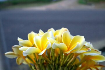 Selective focus of blooming yellow frangipani flowers with a blurred background.