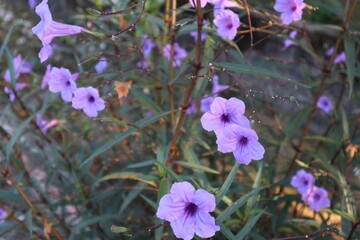 Elegant purple Ruellia simplex flowers grace a lush garden setting