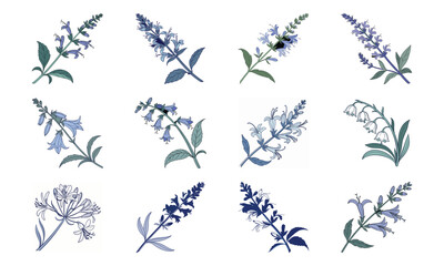 Bundle Salvia Flower Long Stemmed Bloom Flat Bluish Ton (5) 19 Salvia Flower Long St