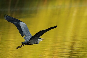 Heron in Flight Over Golden Lake