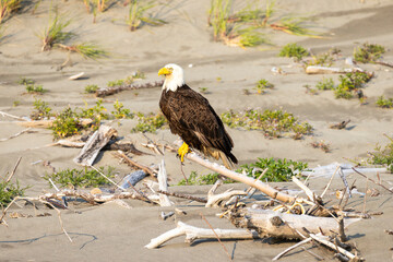 Bald Eagle Perched on Driftwood Along Coastal Sand Dunes