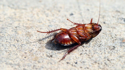 Cockroaches like to live in the house, especially in the kitchen and bathroom