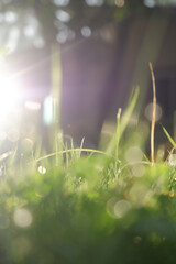 Morning Light on Grass with Bokeh.