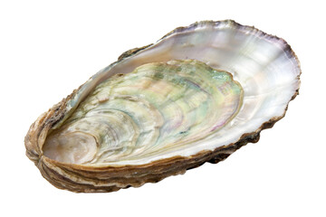 Oyster shell showcasing iridescent colors isolated on transparent background