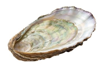 Oyster shell showcasing iridescent colors isolated on transparent background