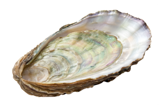 Oyster shell showcasing iridescent colors isolated on transparent background