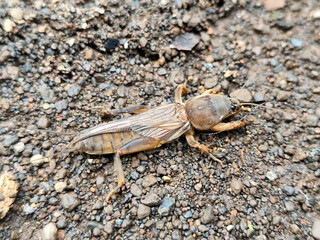 This close-up photo shows a groundhog (Gryllotalpa spp.) with a detailed brown body and strong digging legs, hiding among gravel and soil, perfect for an insect photography collection.