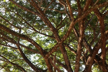 Interwoven branches creating a canopy of light and leafy green shade