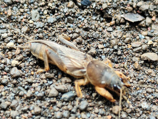This close-up photo shows a groundhog (Gryllotalpa spp.) with a detailed brown body and strong digging legs, hiding among gravel and soil, perfect for an insect photography collection.