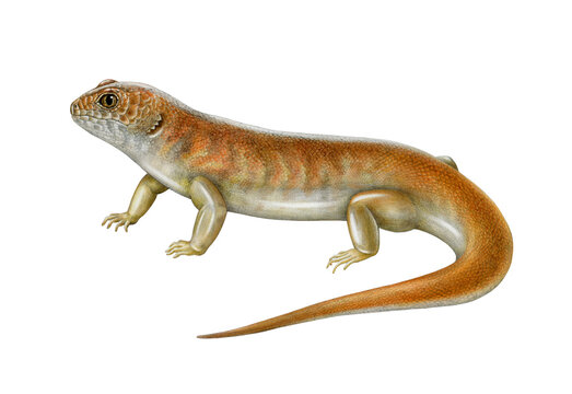 Great desert skink hand drawn illustration on white background. Liopholis kintorei Australia native bright reptile. Australian endemic desert lizard. Kintore's egernia endangered animal