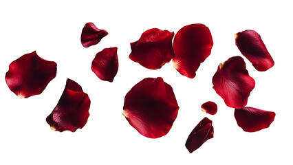 red rose petals falling on transparent background PNG