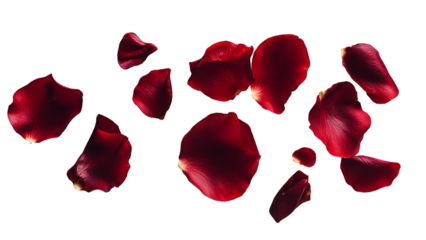 red rose petals falling on transparent background PNG