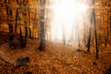 Fototapeta premium Sunlight through trees during sunset