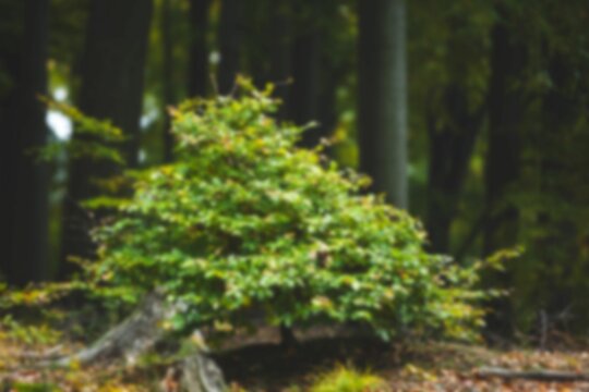 Fototapeta Trees growing on field in forest