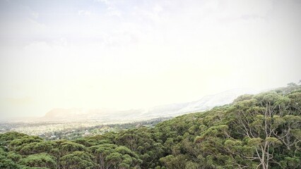 Fototapeta premium Green tree in forest, areal view