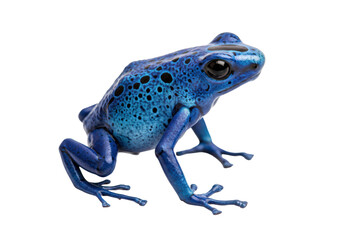 Obraz premium Isolated Blue Poison Dart Frog with Detailed Skin Texture