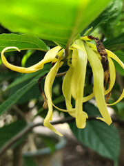 Close-up photo of ylang-ylang flowers (Cananga odorata) with unique and detailed curved green petals, surrounded by beautiful green leaves, suitable for a nature photography collection.
