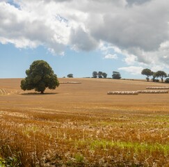 Solitary broadleaf tree is standing in flat design farmland scene, showing white hay bales