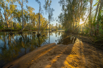 Western Australia bush and riverside trees reflected in river with sun breaking through illuminating in bright yellow pandanus leaves hanging over water