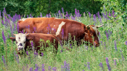 A herd of cows walks in a meadow on a sunny summer day. Free grazing in nature