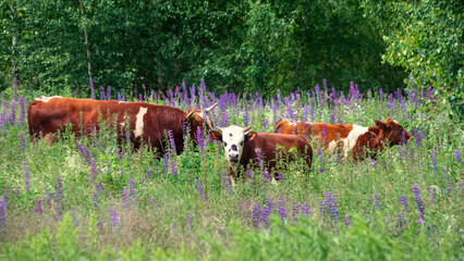 A herd of cows walks in a meadow on a sunny summer day. Free grazing in nature