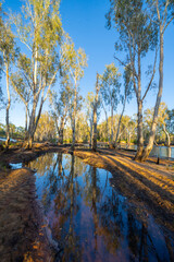 Western Australia bush and riverside trees reflected in river with sun breaking through...