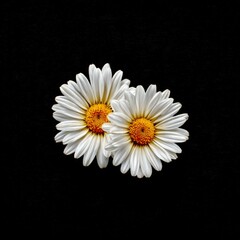 Obraz premium Two White Daisy Flowers Blooming Brightly Against a Dark Backdrop, Symbolizing Purity and Freshness in a Floral Still Life
