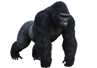 Fototapeta premium Isolated Powerful Black Gorilla Walking on All Fours