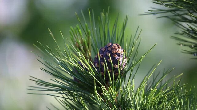 Pinus sibirica. Cones on a branch of a Siberian cedar pine