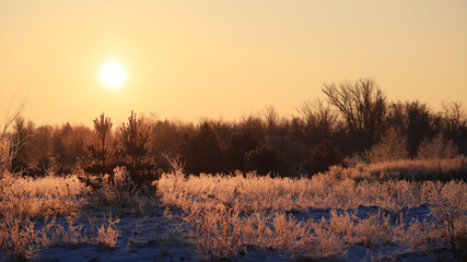 Frosty winter sunny morning with dry grass in hoarfrost.