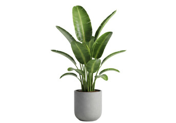 Isolated Strelitzia Nicolai Plant in Gray Pot