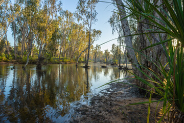 Western Australia bush and riverside trees reflected in river with sun breaking through illuminating in bright yellow pandanus leaves hanging over water
