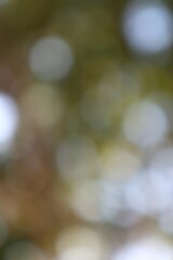 Delicate interplay of light and shadow through soft ethereal bokeh