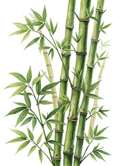 Fototapeta premium vector of vertical bamboo stems with green nodes and realistic leaves, slight bending, isolated on white background 