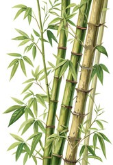 vector of vertical bamboo stems with green nodes and realistic leaves, slight bending, isolated on white background
