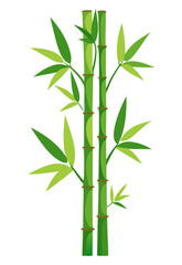 Obraz premium vector of vertical bamboo stems with green nodes and realistic leaves, slight bending, isolated on white background 