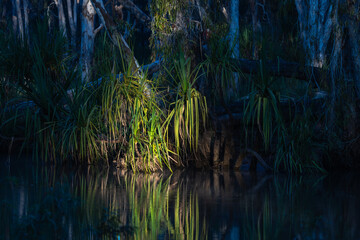 Western Australia bush and Drysdale riverside vegetation with sun breaking through illuminating in bright yellow pandanus leaves hanging over water