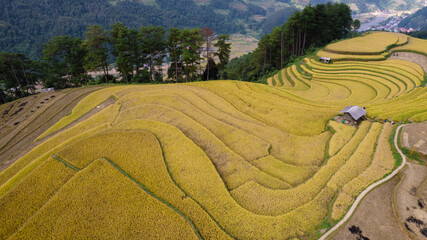 Golden rice terraces in Mu Cang Chai, Vietnam, curve across hillsides under a dramatic sky, showcasing a breathtaking agricultural landscape.