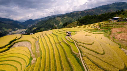 Golden rice terraces in Mu Cang Chai, Vietnam, curve across hillsides under a dramatic sky, showcasing a breathtaking agricultural landscape.