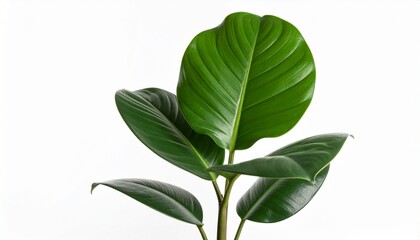 Obraz premium Green leaves isolated on white background.