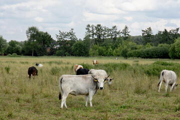 Fototapeta premium Cows grazing on dry grass pasture on a farm in summer cattle in field 
