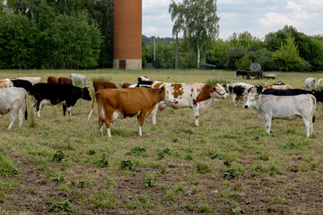 Obraz premium Cows grazing on dry grass pasture on a farm in summer cattle in field 