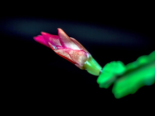 bright and beautiful blooming Schlumberger cactus
