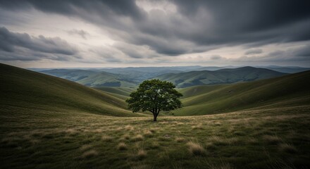 Solitary tree amidst rolling grassy hills beneath a moody sky